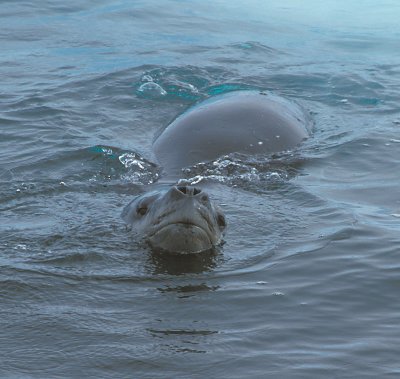 Leopard Seal in water 1