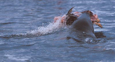 Leopard Seal with penguin kill 4