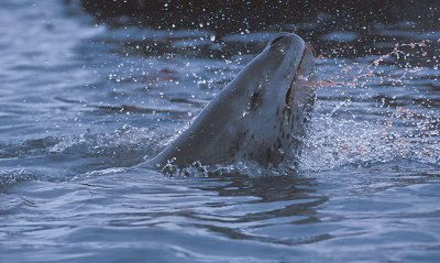 Leopard Seal with penguin kill 20