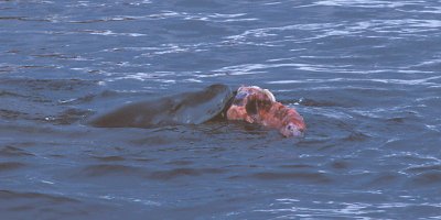 Leopard Seal with penguin kill 8