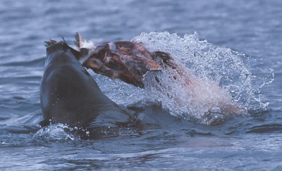 Leopard Seal with penguin kill 3