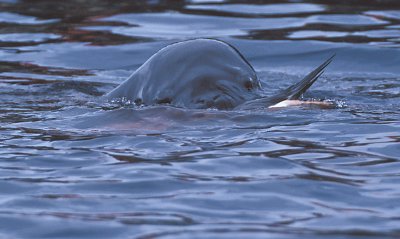 Leopard Seal with penguin kill 7