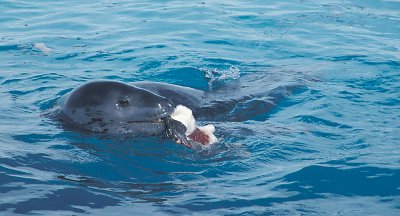 Leopard Seal with penguin kill Antarctica