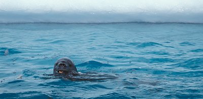 Leopard Seal with penguin kill 2