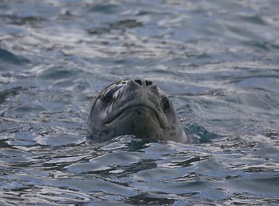 Leopard Seal in water OZ9W9206
