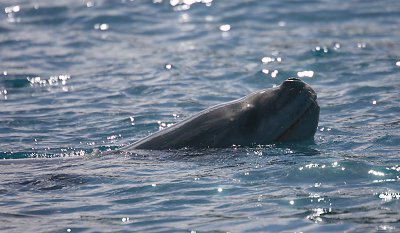 Leopard Seal in water OZ9W9799