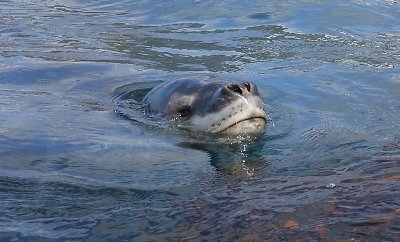 Leopard Seal in water OZ9W9812