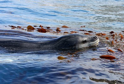 Leopard Seal in water OZ9W9821