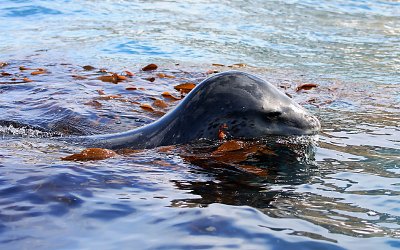 Leopard Seal in water OZ9W9824