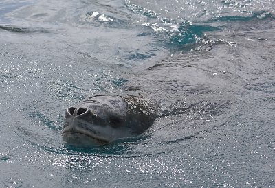 Leopard Seal in water OZ9W9833