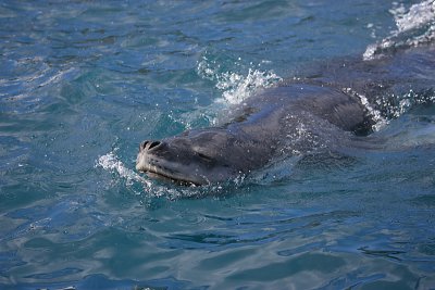 Leopard Seal in water OZ9W9837