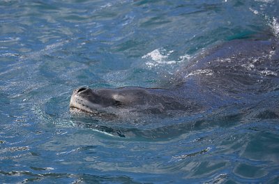 Leopard Seal in water OZ9W9838