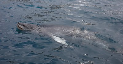 Leopard Seal in water OZ9W9872