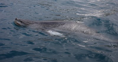 Leopard Seal in water OZ9W9873