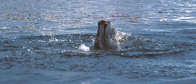 Leopard Seal with penguin kill 9
