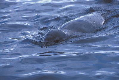 Leopard Seal in water 4