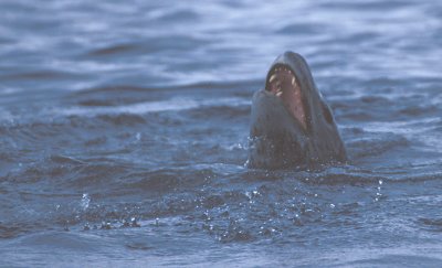 Leopard Seal with penguin kill 11
