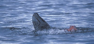 Leopard Seal with penguin kill 10