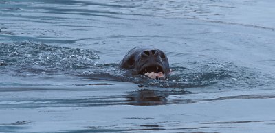 Leopard Seal with fish