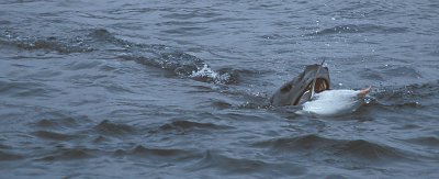 Leopard Seal with penguin kill 12