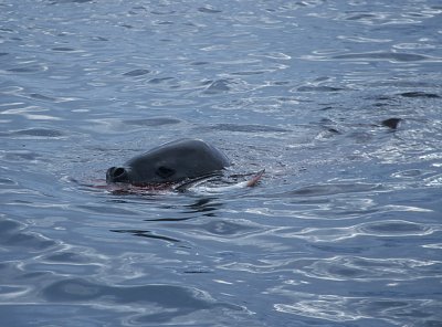 Leopard Seal with penguin kill 13