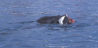Leopard Seal with penguin kill 16