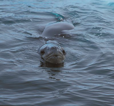 Leopard Seal in water 2
