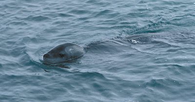 Leopard Seal in water 3