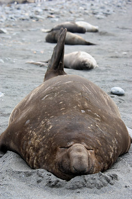 Southern Elephant Seal male OZ9W6864