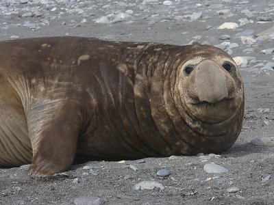 Southern Elephant Seal male OZ9W6929