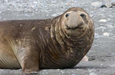 Southern Elephant Seal male OZ9W6931