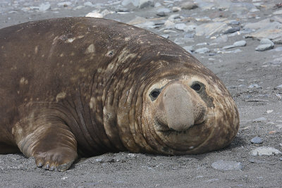 Southern Elephant Seal male OZ9W6940