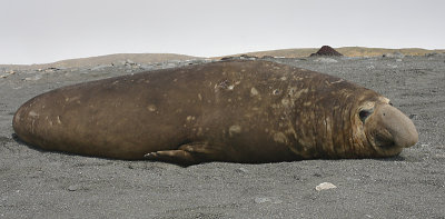 Southern Elephant Seal male OZ9W6994