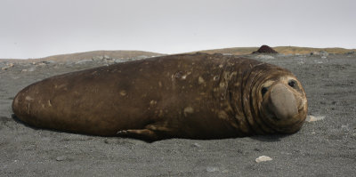 Southern Elephant Seal male OZ9W6997