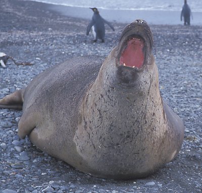 Southern Elephant Seal male