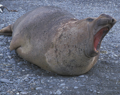 Southern Elephant Seal male
