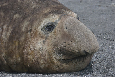 Southern Elephant Seal male OZ9W6984