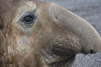 Southern Elephant Seal male OZ9W6985
