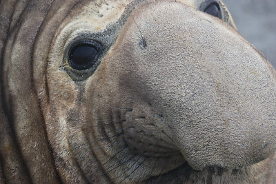 Southern Elephant Seal male OZ9W6989