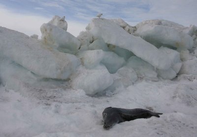 Weddell Seal OZ9W0549
