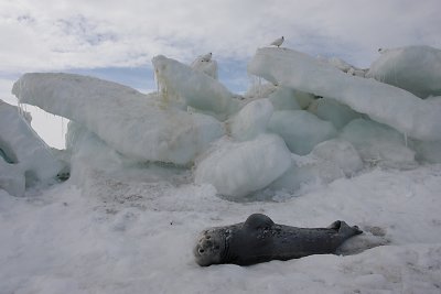 Weddell Seal OZ9W0554
