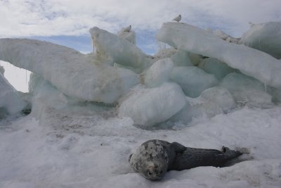 Weddell Seal OZ9W0562