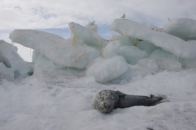 Weddell Seal OZ9W0566