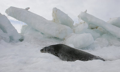 Weddell Seal OZ9W0575