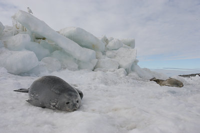 Weddell Seal on ice Antarctica