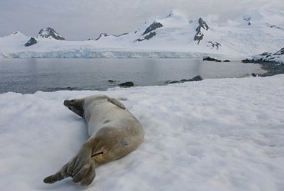 Weddell Seal OZ9W2121