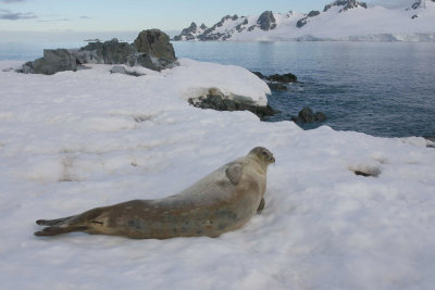 Weddell Seal OZ9W2133