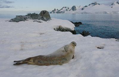 Weddell Seal OZ9W2135