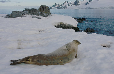 Weddell Seal OZ9W2136
