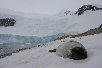 Weddell Seal OZ9W3061